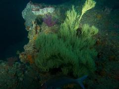 Chirodactylus jessicalenorum