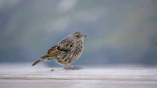Alpine Accentor, 3920 Zermatt, Switzerland, photo 10 of 10