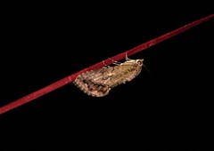Cryptaspasma