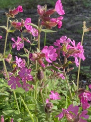 Silene dioica