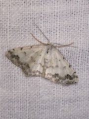 Scopula decorata
