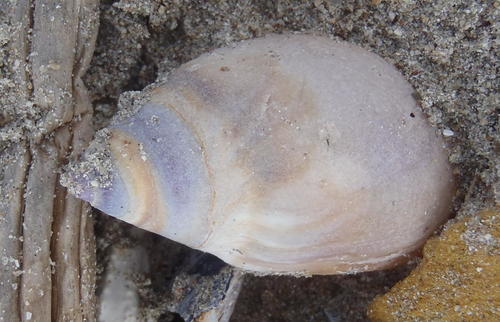 Bullia laevissima