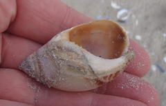 Bullia laevissima
