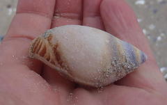 Bullia laevissima