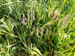 Fumaria officinalis officinalis