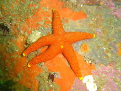 Fromia schultzei