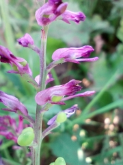 Fumaria officinalis officinalis