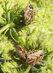 Agonoscelis versicoloratus