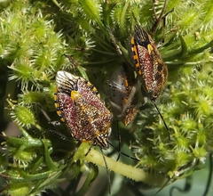 Agonoscelis versicoloratus