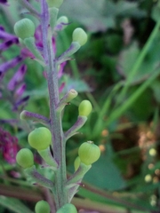 Fumaria officinalis officinalis