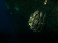 Pomadasys striatus