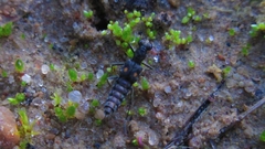 Stenus biguttatus