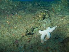 Centropyge multispinis