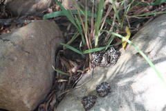 Aonyx capensis capensis