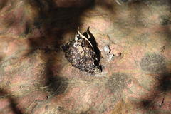 Aonyx capensis capensis