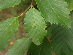 Phyllonorycter esperella