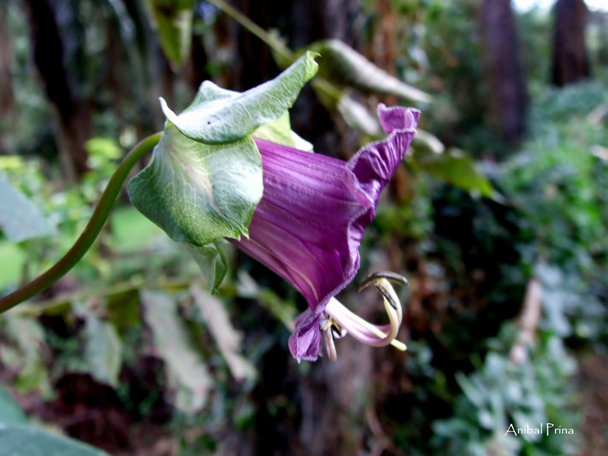 Cobaea scandens image