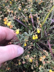 Hermannia multiflora