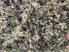 Hermannia multiflora