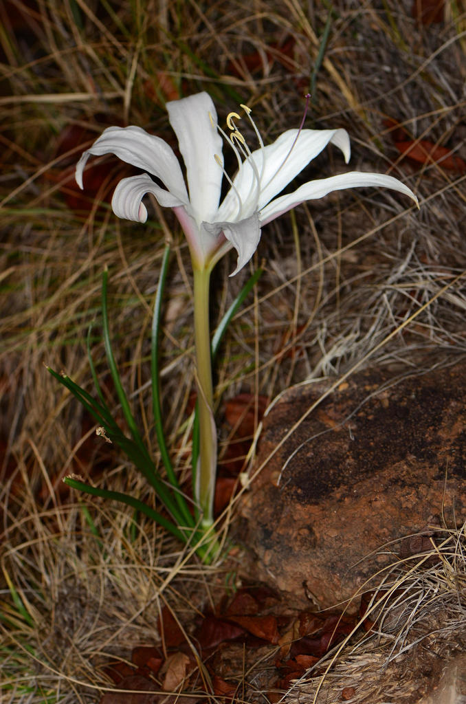 Uniflower Swamplily
