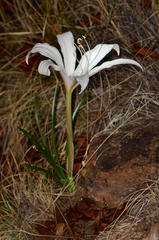 Crinum walteri