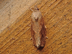 Endothenia ericetana