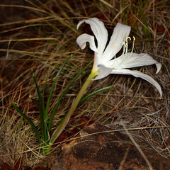 Crinum walteri
