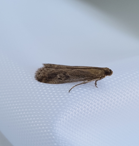 Wormwood Knot-horn