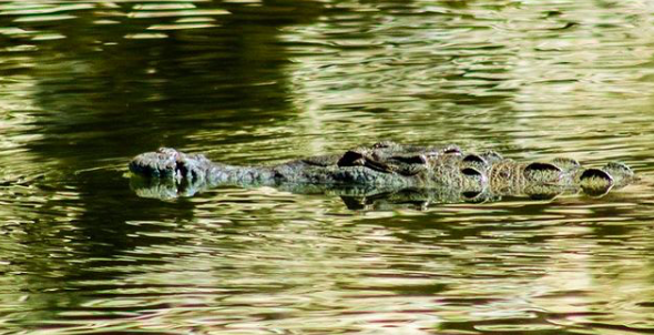 Crocodylus acutus image