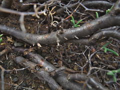 Mestoklema tuberosum