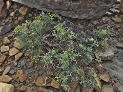 Mestoklema tuberosum