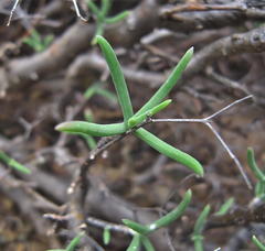 Mestoklema tuberosum