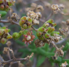Mestoklema tuberosum