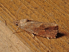 Endothenia ericetana