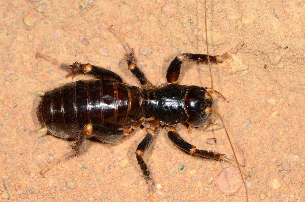 Sand Crickets from Dombeya conservancy: about 24 kms south of lephalale ...