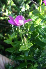 Chironia melampyrifolia