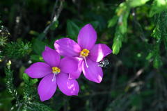 Chironia melampyrifolia