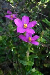 Chironia melampyrifolia