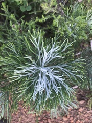 Hymenolepis
