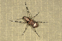 Chirotenon longimanus