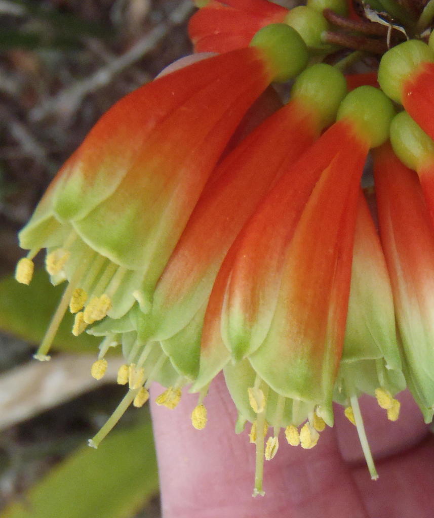 Clivia nobilis