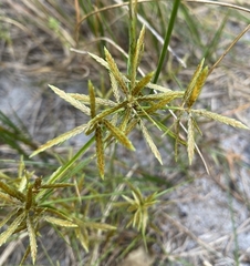 Cyperus filicinus