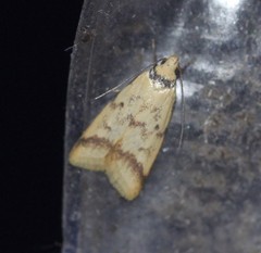 Heteroteucha anthodora