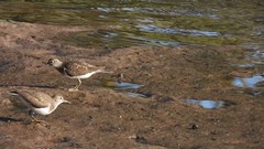 Actitis hypoleucos