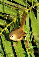 Prinia subflava affinis