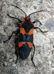 Oncopeltus sandarachatus