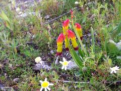 Lachenalia quadricolor