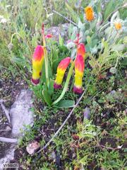 Lachenalia quadricolor
