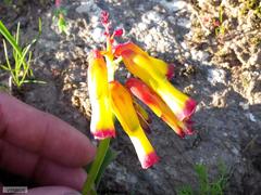 Lachenalia quadricolor