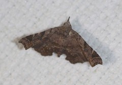 Esthlodora variabilis